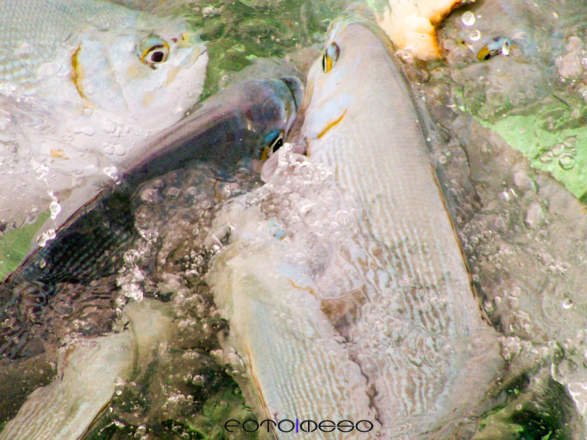 Maldives (8 of 13) edit